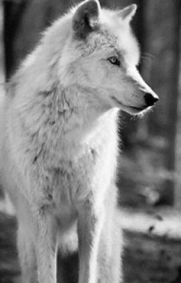Белая волчица.