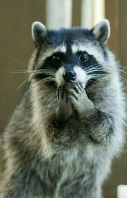 Енот и Илья