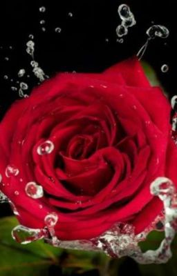 Мой любимый оборотень. 