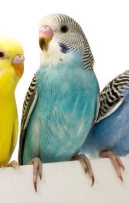 Жизнь Попугая