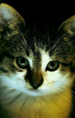 Корм для котёнка