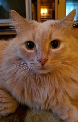 Почти королевское общество