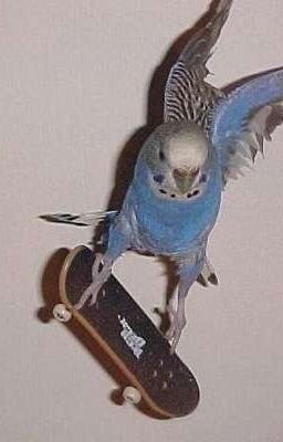 Побег Евгеши 🎮