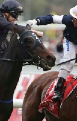 365дней на конюшне