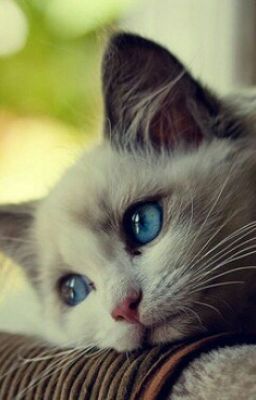 Жизнь Феликса