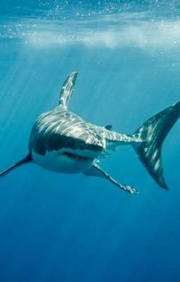  Акулья жизнь