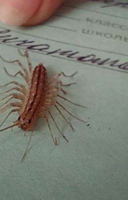 Школьные интриги