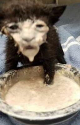 О том, как Детпул покушал