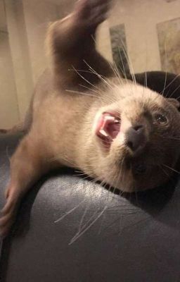 The Wizards Fashion ( Мода для волшебников )