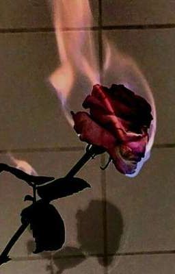 Алая роза со слезой твоих глаз