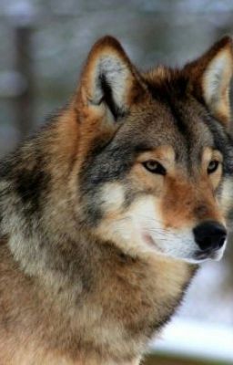 охотница на оборотней