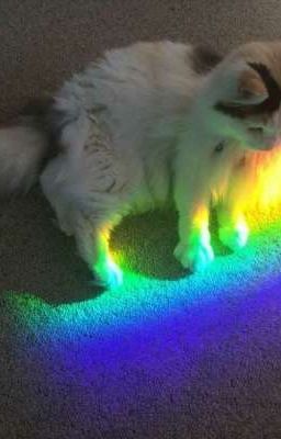 A love story about Rami and Patan and her friend 