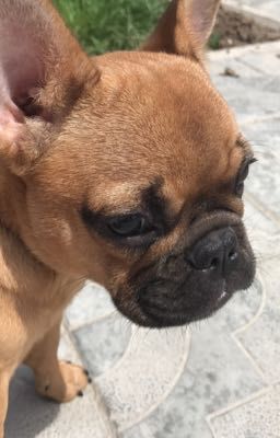 Жизнь Милли 