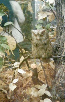 КрипФанфик [ ЗАКОНЧЕНО]