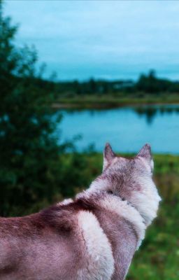 Настоящая любовь