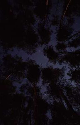 Ночные размышления