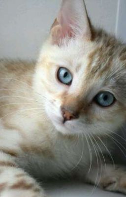 Боль или любовь ?