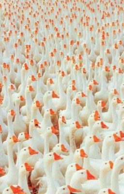 Поебульки в школе 2. Взрослая жизнь.