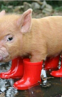 Пастух Андрюшка и Кристина свинюшка 