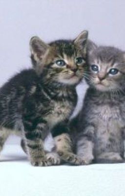 Коты-воители.Рожденые горем