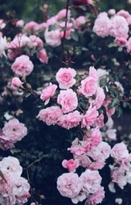 Жизнь вампира