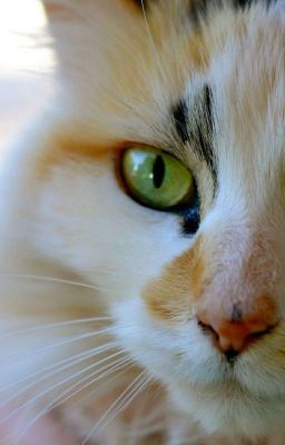 ^.^Коты-воители^.^История Пестроцветик^.^