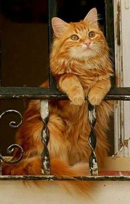 рыжий кот по имени Васёк 