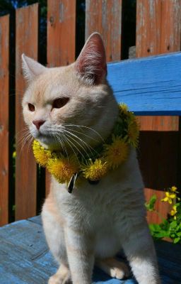 Кот по имени Северус