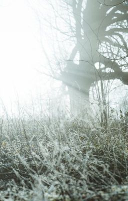 Робкое утро примерило тень