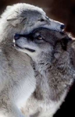 Истенная Альфа-Самка