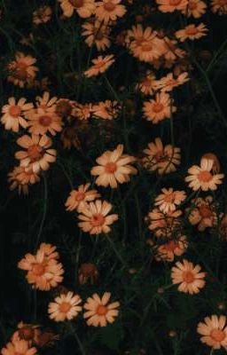 моя смерть. 