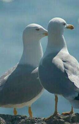 Чайки И Рыбы