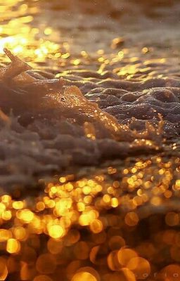 Янтарное племя. Путеродитель