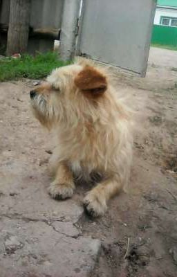 Любовь и Преданность...