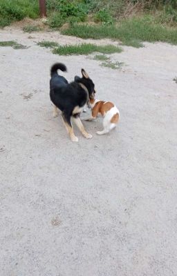 Possession/Одержимость