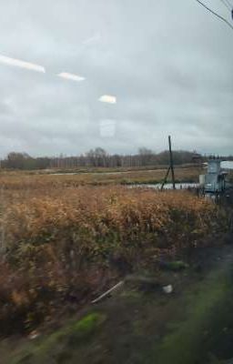 Безымянный музыкант