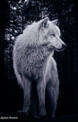 Институт волков.