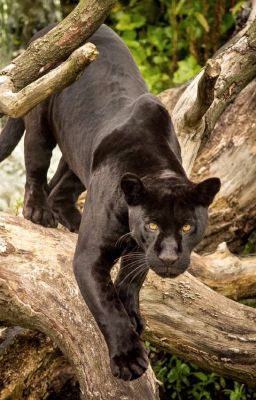 Тайна Оборотня Ягуара