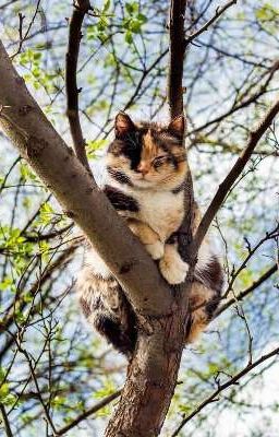 Жизнь кошки бесконечна🕊️