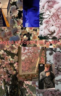 Сакура которая расцвёла...