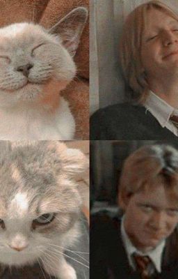 Созвездие любви