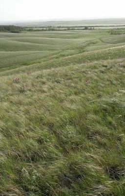 Равнина дружбы и любви...