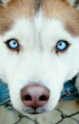 Жизнь щенка по кличке Рудольф