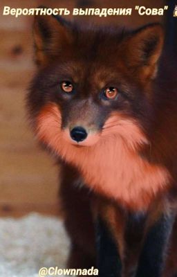 Вероятность выпадения {Сова}