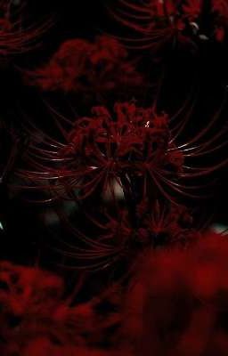 Кровь сквозь пелену