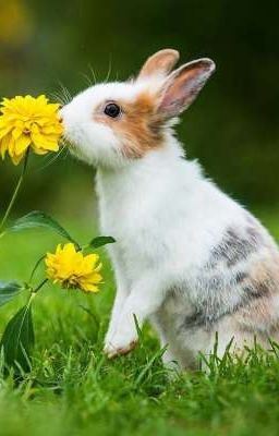 Чудеса перехода