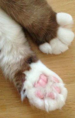 Парижский кот