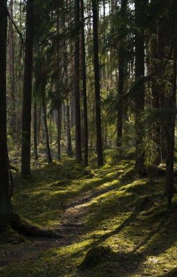 дети леса тайна тёмного леса