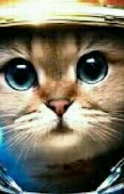 Боевые котята