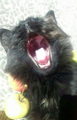 Придуркаватый Гарри Поттер